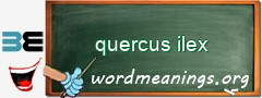 WordMeaning blackboard for quercus ilex